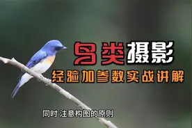 7个技巧教会你拍出主题突出，构图优美、细节清晰的鸟类摄影作品视频封面