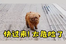 一只流浪小狗在车流中慌张窜逃, 捡回家后发现它是一只漂亮宠物狗视频封面