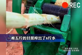 一根五斤的甘蔗榨出了8斤水，网友：这是搅的水管子吧视频封面