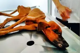 狗狗被主人关了6个月，没有任何食物填饱肚子，只能喝雨水充饥