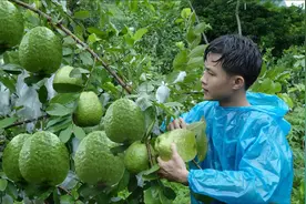 在森林里生活了2年，收获大番石榴到市场上卖，并清理新买的果园视频封面