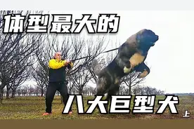 盘点世界体型最大的八大巨型犬，各个压迫感十足！