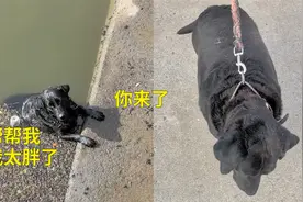 钓鱼佬发现一只因为肥胖无法上岸的狗子，救上来后隔天甜蜜相见视频封面