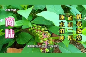 商陆，适用于大小便不通和痈疮肿毒的症状，煎水熏洗治脚气