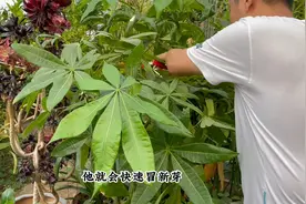 进入夏季，发财树修剪正当时，掌握修剪“技巧”，才能爆满侧芽视频封面