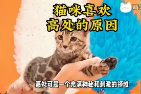 猫咪喜欢待在高处，背后的原因，十分有趣