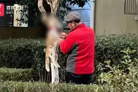 上海一小区流浪猫被虐杀剥皮？居委会：系被流浪狗咬死视频封面