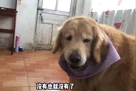 金毛半夜不睡觉举报熊孩子玩电脑，被熊孩子赶出空调房，笑不活了视频封面