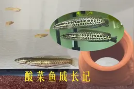 1年前买了三条小黑鱼养在鱼缸里，如今它们已经长得津津有味了视频封面