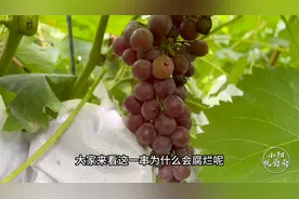 家里葡萄临近成熟，发现有腐烂现象，这种情况该如何避免出现？视频封面