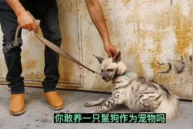 你敢养一只鬣狗当宠物吗#野生动物零距离 #神奇动视频封面