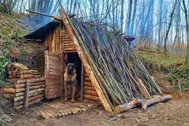 带上我的狗行居在荒郊野岭，用树枝搭建出小屋棚，住在里面还舒服视频封面