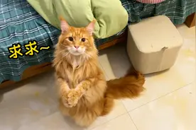 缅因猫会拜拜，可爱到犯规了吧！