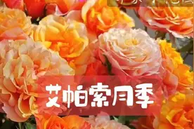 艾帕索：小花园最耀眼的橙色月季#春日花室#色彩赋予我家生命力