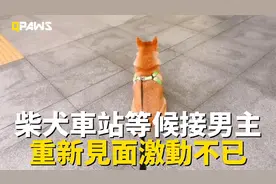 柴犬到地铁口迎接出差回来的男主，男主出现瞬间激动到无法控制视频封面