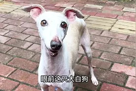 饿了半个月的流浪狗，第一次吃广东白切鸡，反应太令人感动了！视频封面