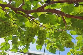 曾经“顶流” 葡萄界“爱马仕”阳光玫瑰葡萄跌落神坛 价格腰斩视频封面