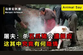 杀猪不杀五爪猪，不然必会遭报应，这其中究竟有何隐情？视频封面
