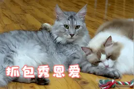 偷窥布偶和缅因秀恩爱，原来有些猫也会不好意思！