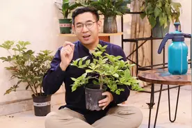 三角梅怎么养？园艺师教你，三角梅的详细养护技巧视频封面