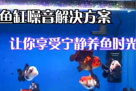 鱼缸流水声大？几个小技巧帮你化解烦恼视频封面