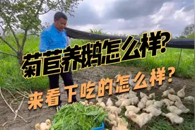 养鹅秋季种的牧草，菊苣多年生，适口性好，鹅吃少生病、不拉稀视频封面