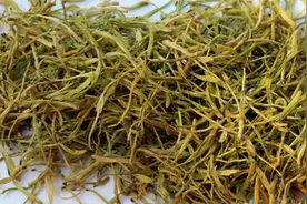 中药 清热泻火药 之 金银花的故事