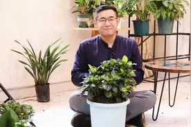 栀子花怎么养，园艺师教你，栀子花的详细养护技巧视频封面