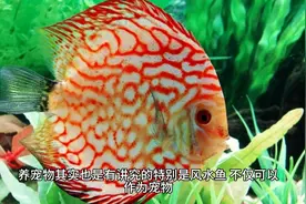 家中风水鱼养几条好旺财，属相五行纳音需对应(缺一不可)