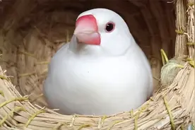 手养文鸟就像掌中回旋镖一样，给大家介绍几种很适合家养的宠物鸟