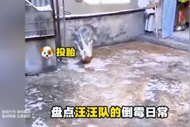 盘点汪汪队的倒霉日常，最后刀哥还活着 #狗狗  #精神小狗