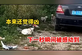 男子对小狗大吼一声“滚”，本来还觉得太凶，下一秒瞬间感动