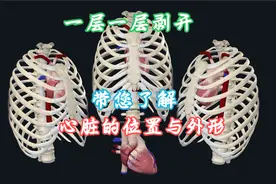 一层一层剥开我的心，带您了解心脏的位置与外形