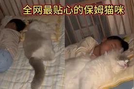 全网最贴心的保姆猫咪，每天抢小主人的床要跟小主人一起睡觉。