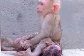 可怜的小猴子在膏药猴的纠缠下，已经生不如死，膏药猴誓死不松手