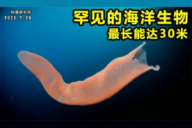 罕见的海生物，最长能达30米