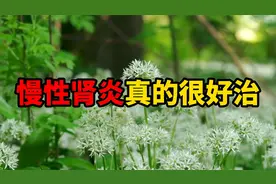 慢性肾炎 真的很好治