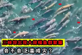 三峡大坝出现大规模鱼群聚集，百斤鳡鱼频频隐现，会泛滥成灾吗？视频封面