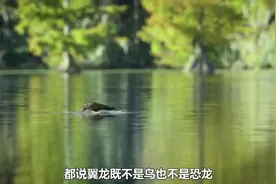 翼龙假装自己是条“鱼”，结果被沙漠鳄各种袭击，动物纪录片_1视频封面
