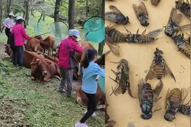 村民挥舞网兜抓牛虻一公斤能卖1200多