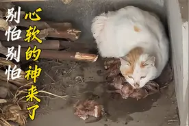 流浪猫在堆砌杂物的仓库里产下幼崽，绝望之际她向自己走了过来视频封面