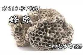 今天介绍第213味中药材，蜂房视频封面