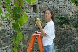 长了5年的佛手瓜藤，大家觉得不安全，不得已还是把它除掉视频封面