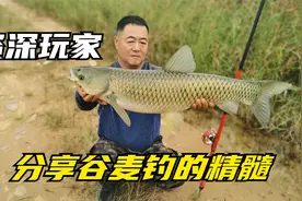 想成为谷麦钓的高手吗，作为资深玩家，干货分享谷麦钓的精髓视频封面