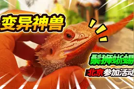 带血红鬃狮蜥去北京参加活动，一天时间脱了一层皮，自己成了团宠视频封面