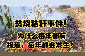 焚烧秸秆事件！为什么每年都有报道，每年都会发生？视频封面
