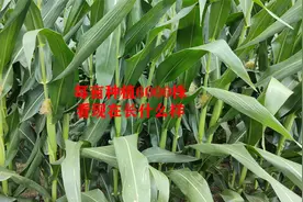 每亩种植6000株的玉米，看看现在长什么样，亩产能不能达到2500斤视频封面