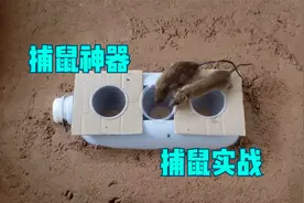 1000种抓老鼠方法，分享捕鼠神器手工制作，灭鼠实战记录视频封面
