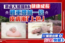 港产大熊猫BB健康成长 体重增加一倍 皮肤渐「上色」视频封面