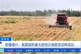 新疆喀什：我国面积最大的纯沙漠麦田试种成功视频封面